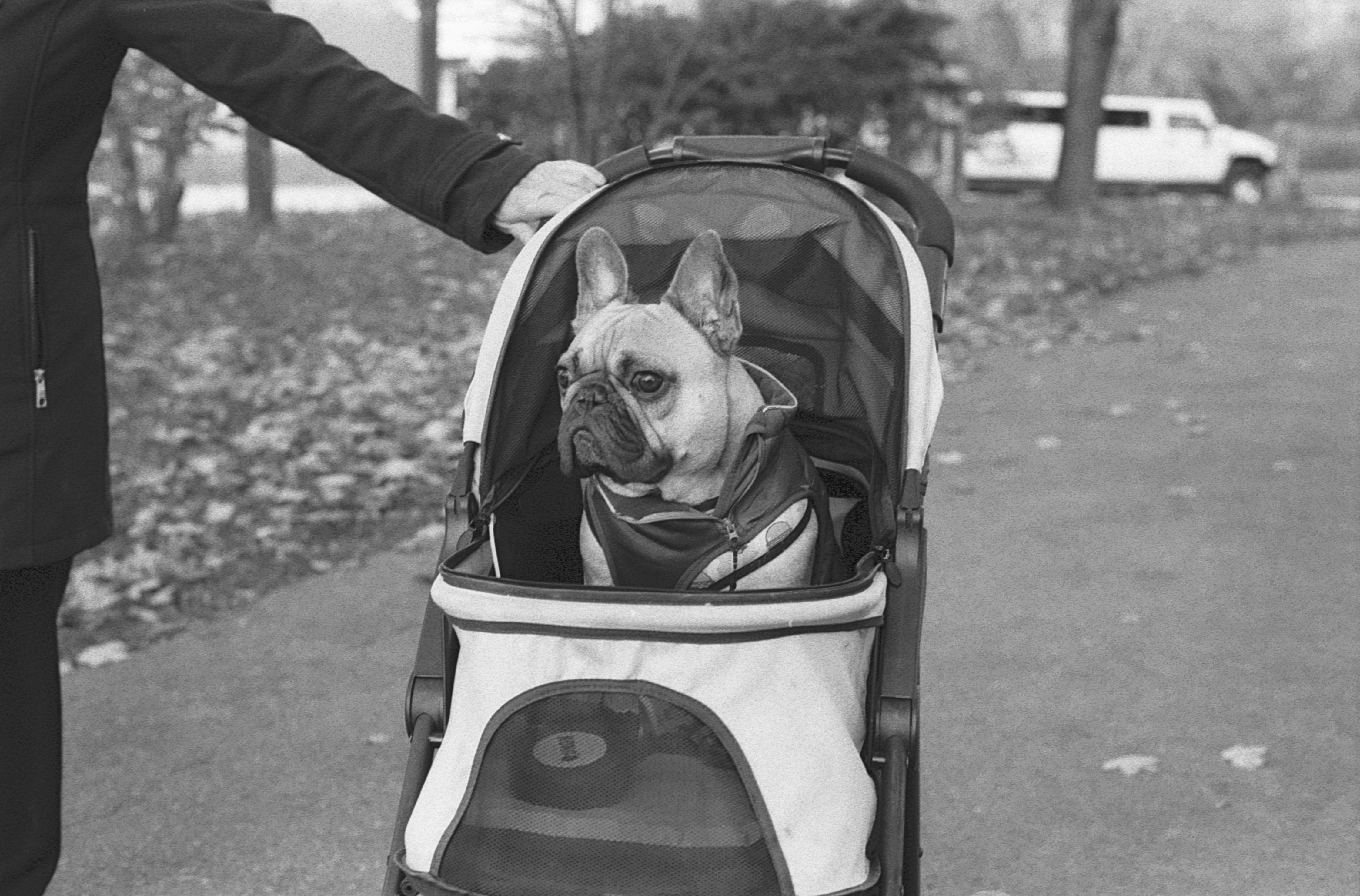 Fur Baby First Class